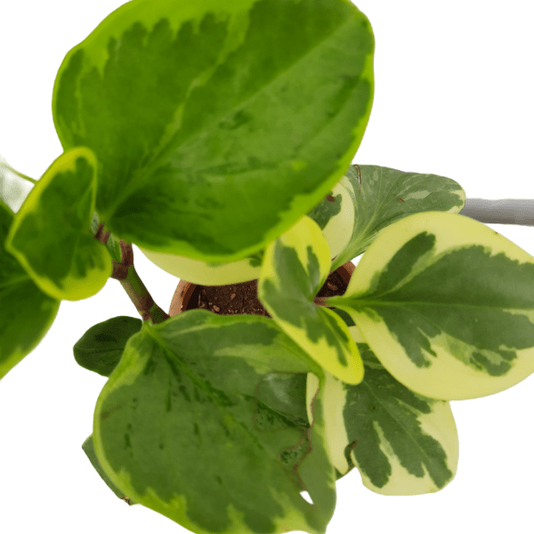 Peperomia Obtusifolia Variegated - Image 2