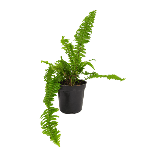 Green Fern - Image 6