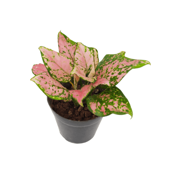 Aglaonema Pink Valentine - Image 3