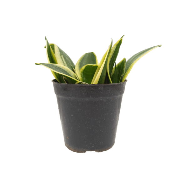 Sansevieria Jade Marginata - Image 7