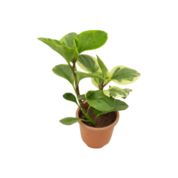 Peperomia Obtusifolia Variegated - Image 3