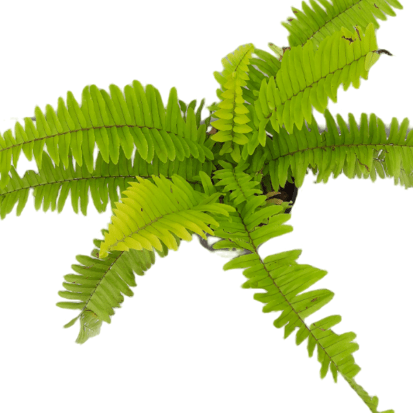 Golden Fern - Image 2