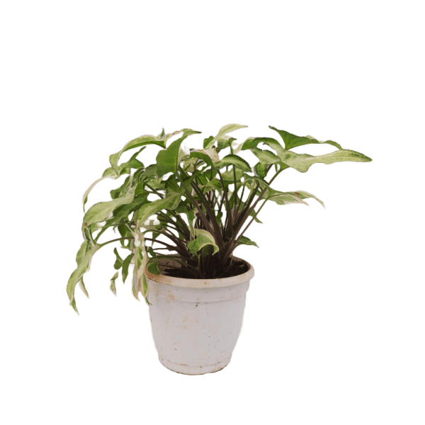 Syngonium Starlight Variegated - Image 8