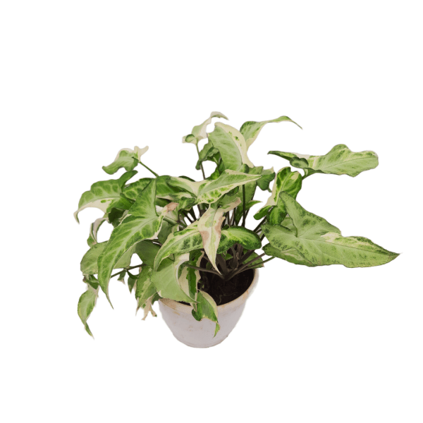 Syngonium Starlight Variegated - Image 3