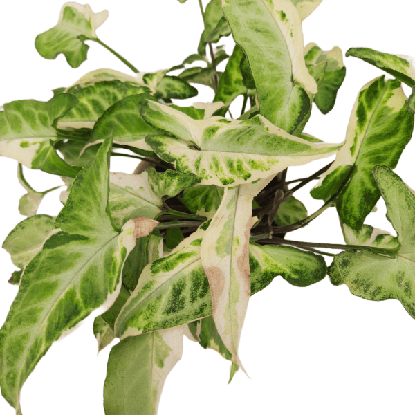 Syngonium Starlight Variegated - Image 2