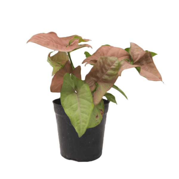 Syngonium Pink - Image 7