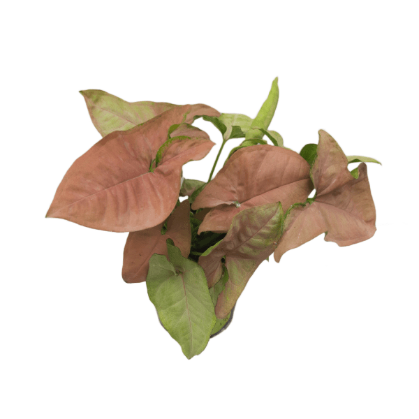 Syngonium Pink - Image 2