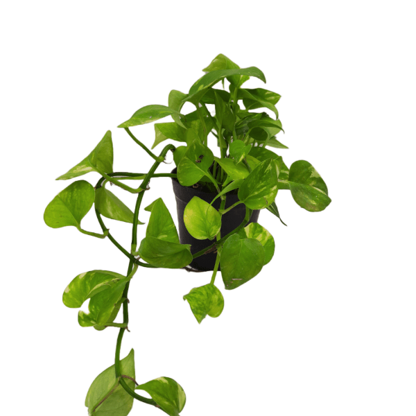 Golden Money Plant - Image 8