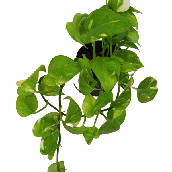 Golden Money Plant - Image 3