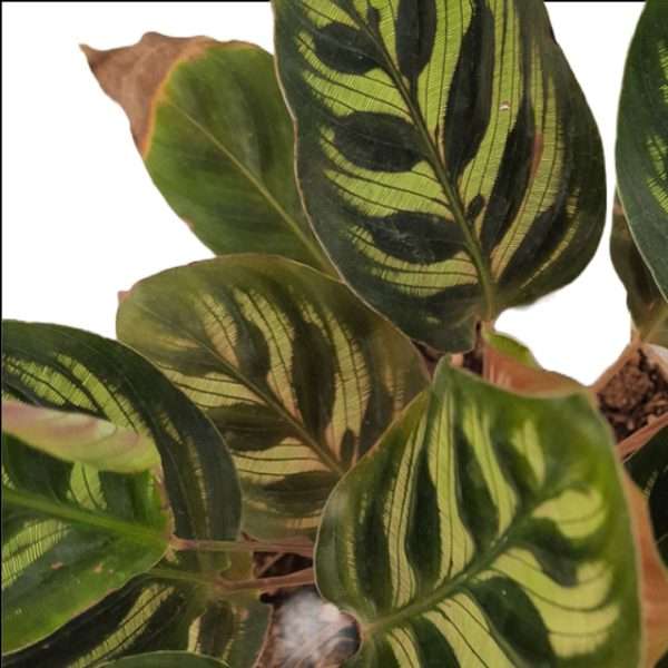 Calathea Makoyana - Image 2