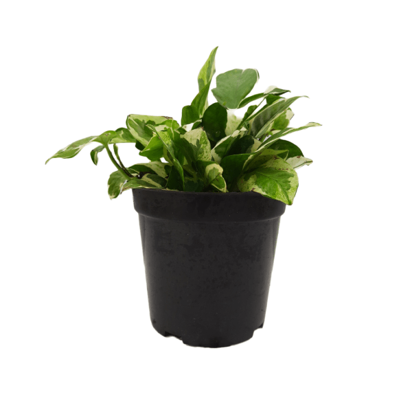 N'joy Money Plant - Image 7