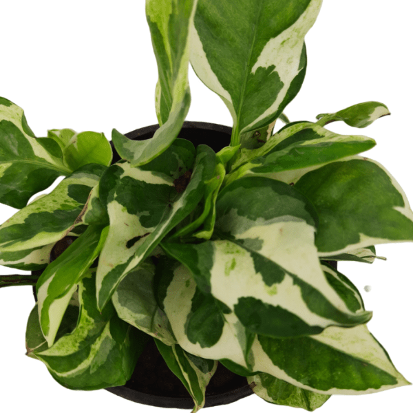 N'joy Money Plant - Image 2