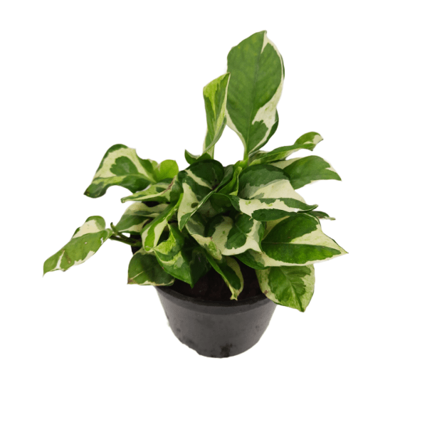 N'joy Money Plant - Image 3