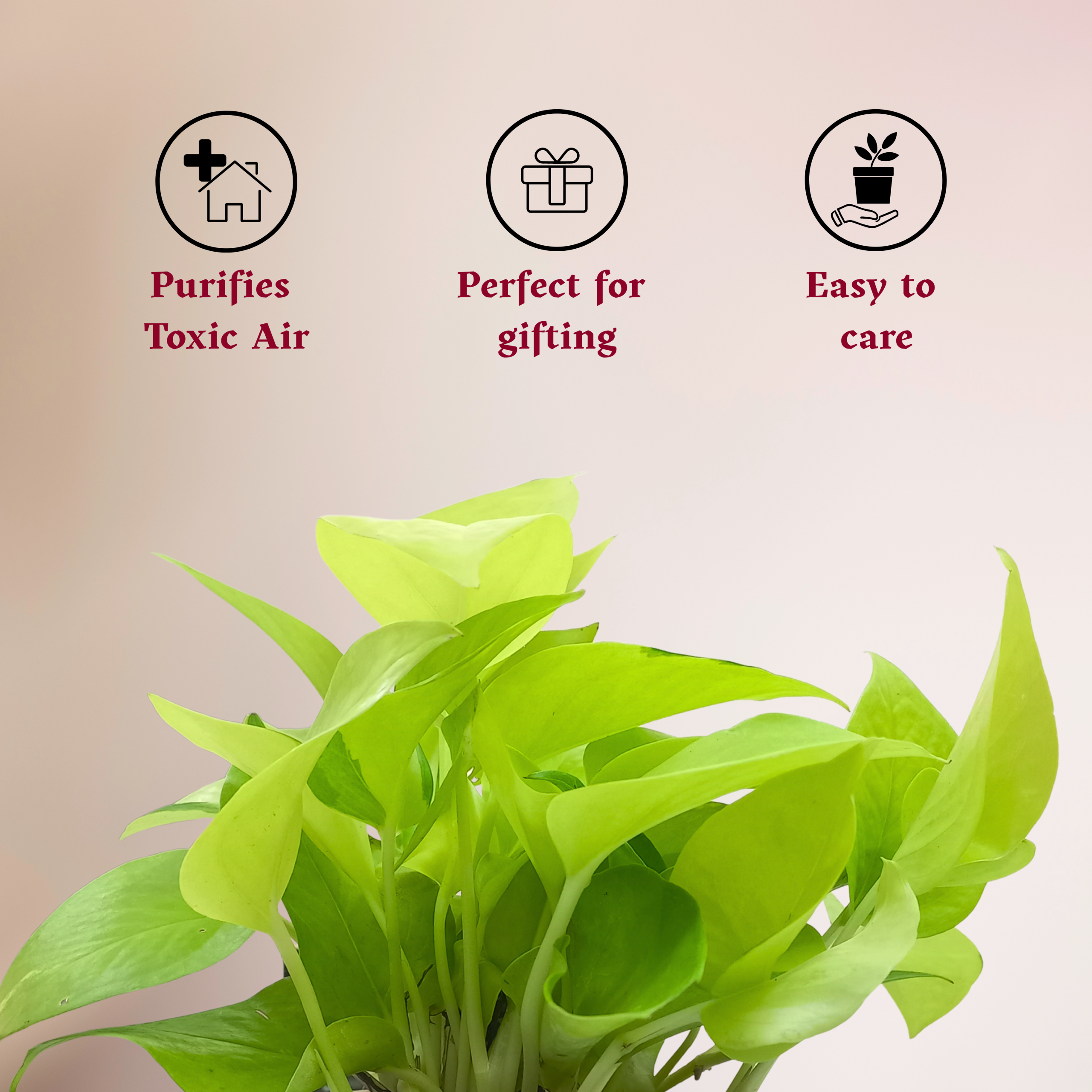 Golden Money Plant with Self Watering Pot - Image 7