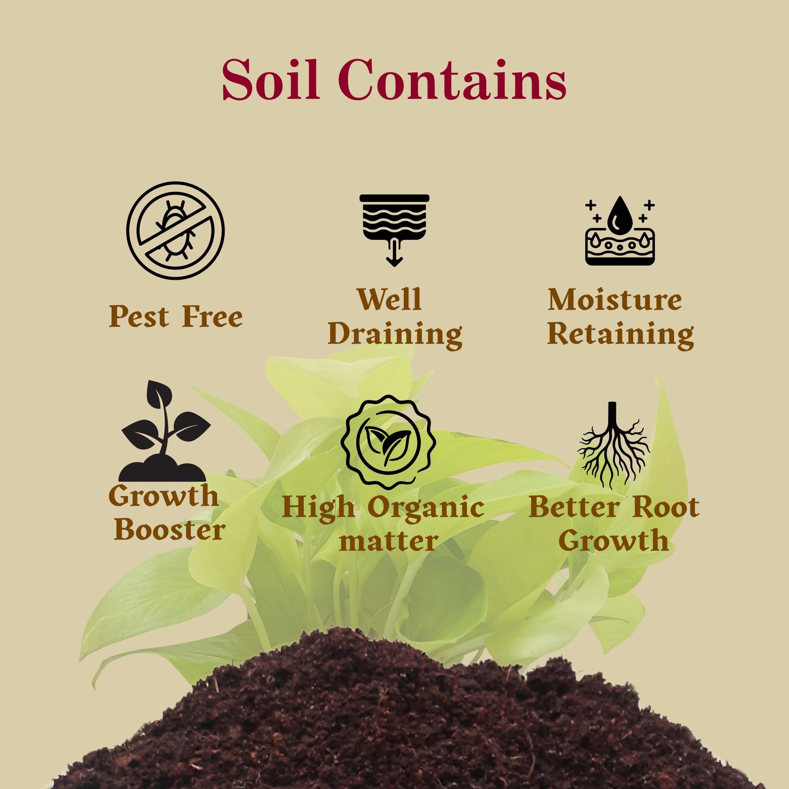 Golden Money Plant with Self Watering Pot - Image 5