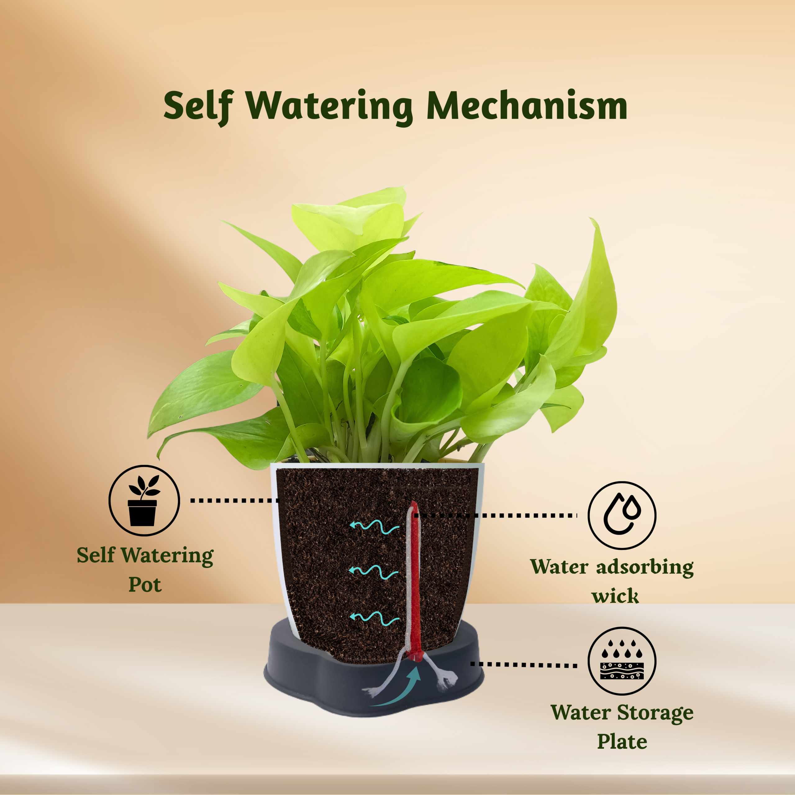 Golden Money Plant with Self Watering Pot - Image 6