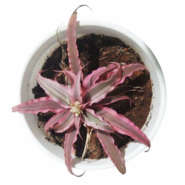 Pink Starlite Cryptanthus Plant