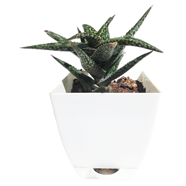 Aloe vera pepe - Image 3