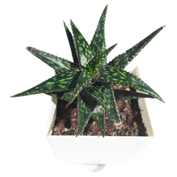 Aloe vera pepe - Image 2
