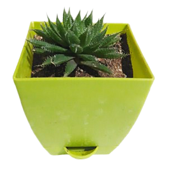 Haworthia bolusii succulent - Image 2