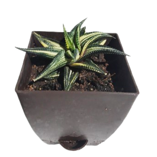 Haworthia Limifolia Variegated - Image 2
