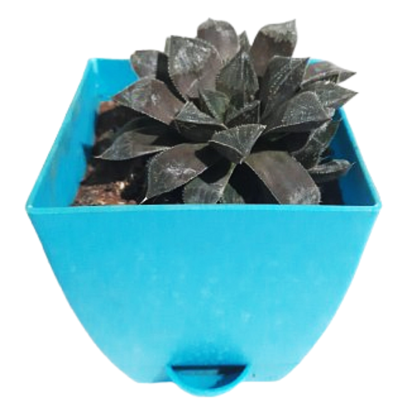 Haworthia Maculata Succulent - Image 2