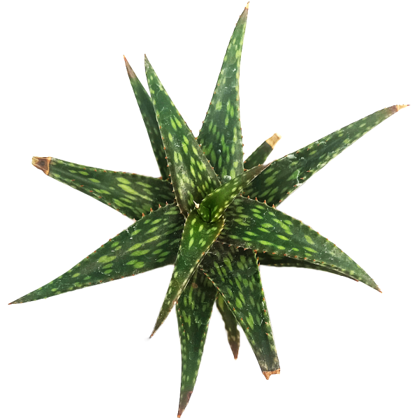 Aloe vera pepe