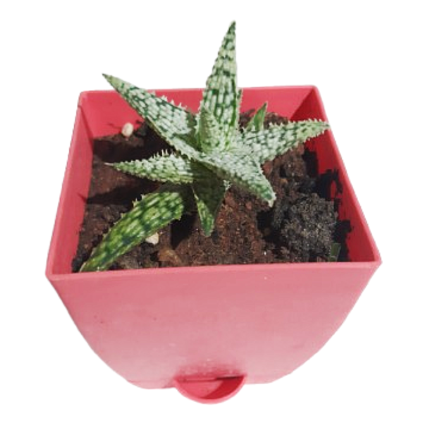 Aloe Blizzard Succulent - Image 2