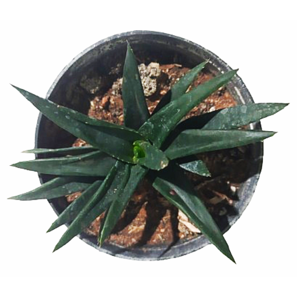Aloe black gem