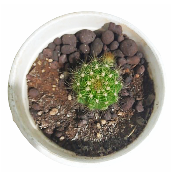 Barrel cactus