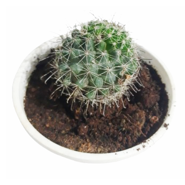 Mammillaria Hahniana Cactus