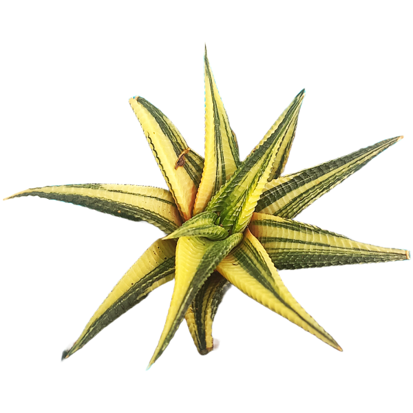 Haworthia Limifolia Variegated