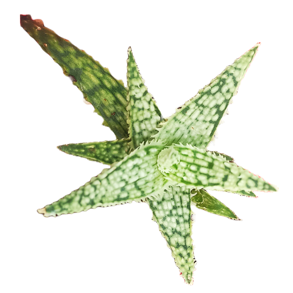 Aloe Blizzard Succulent