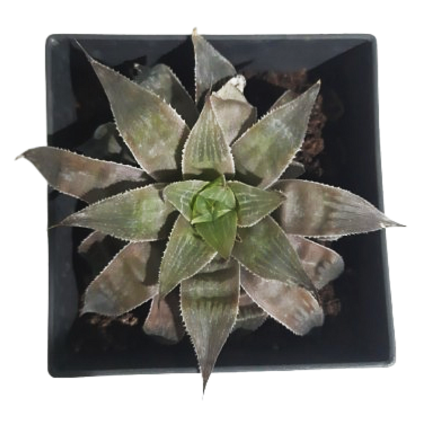 Mangave lavender succulent