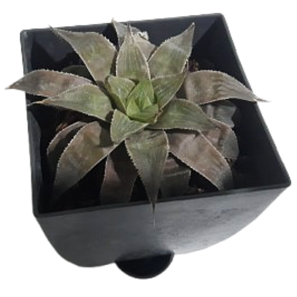 Mangave lavender succulent - Image 2