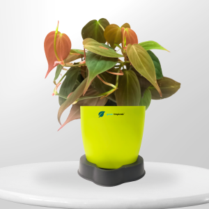 Philodendron Micans Plant