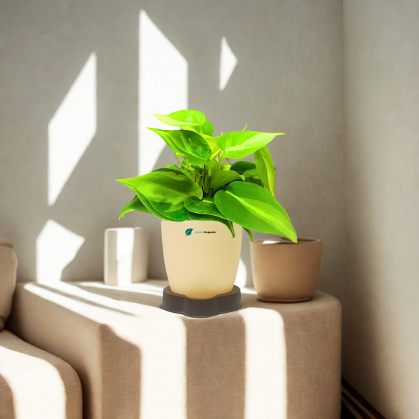 Philodendron Brasil Oxycardium Variegated Plant - Image 8