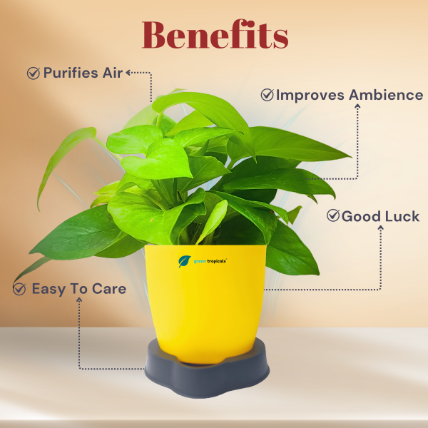 Green Money Plant - Image 2