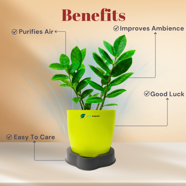 ZZ Plant - Image 2