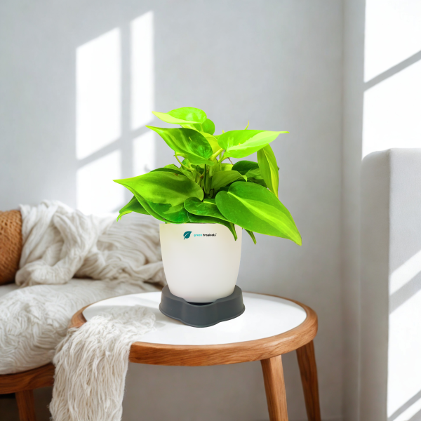Philodendron Brasil Oxycardium Variegated Plant - Image 7