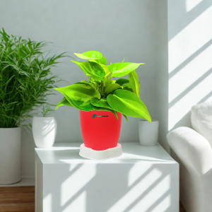 Foliage Plants