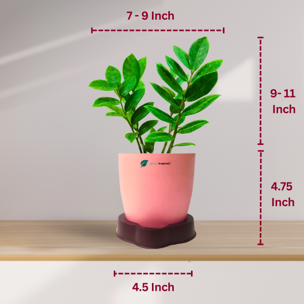 ZZ Plant - Image 3