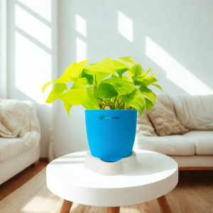 Money Plants