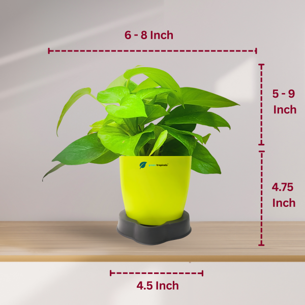 Green Money Plant - Image 3