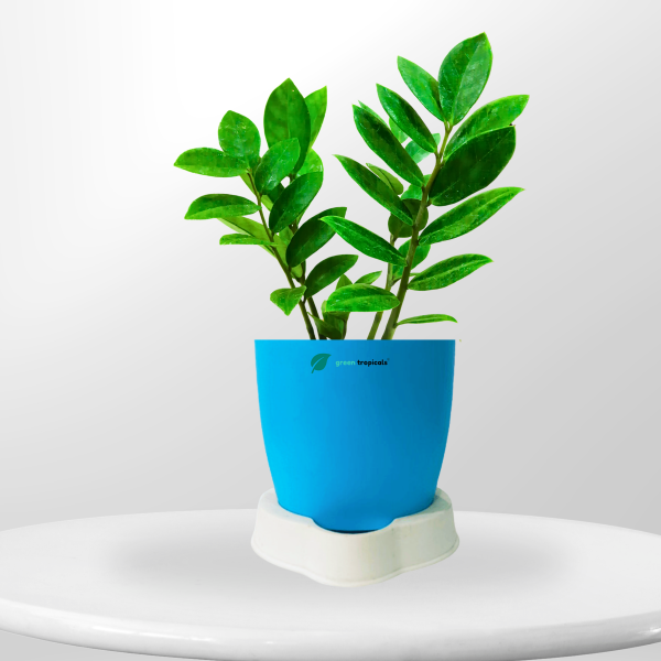 ZZ Plant