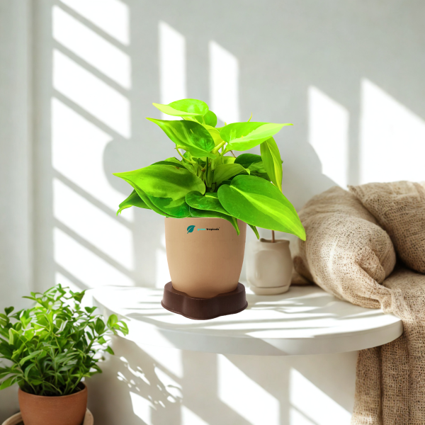 Philodendron Brasil Oxycardium Variegated Plant - Image 6