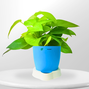Green Money Plant