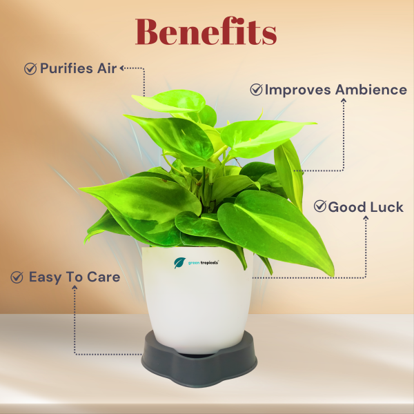 Philodendron Brasil Oxycardium Variegated Plant - Image 2