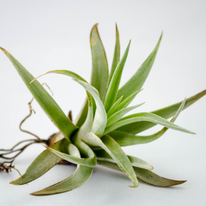 Air Plants