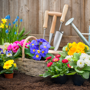 Flowering Plants